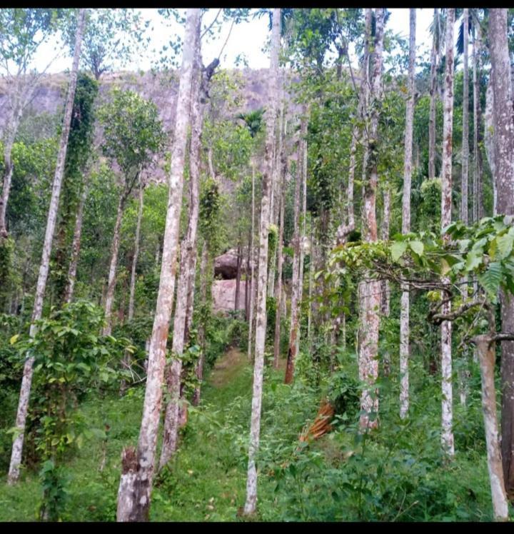 Wayanad Snow Vibes